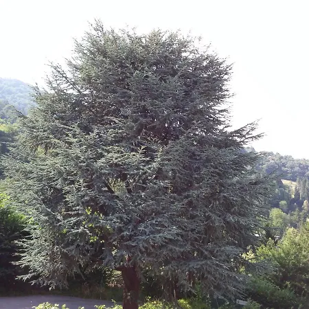 Holly * Casasco Intelvi